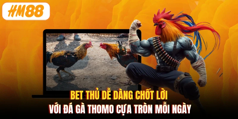 Bet thủ dễ dàng chốt lời với đá gà thomo cựa tròn mỗi ngày