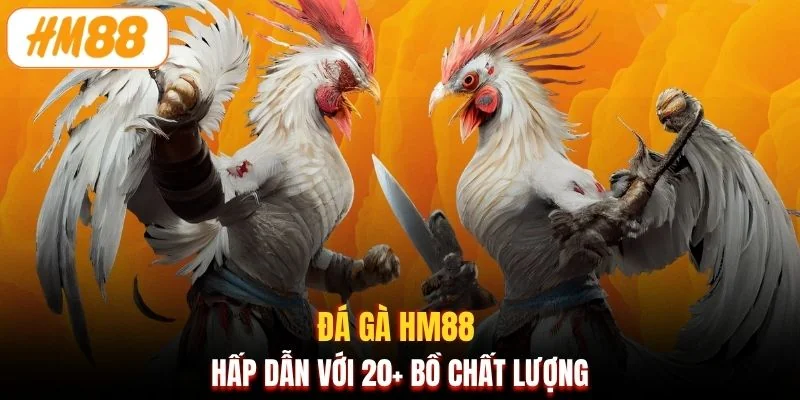 Đá gà HM88 hấp dẫn với 20+ bồ chất lượng