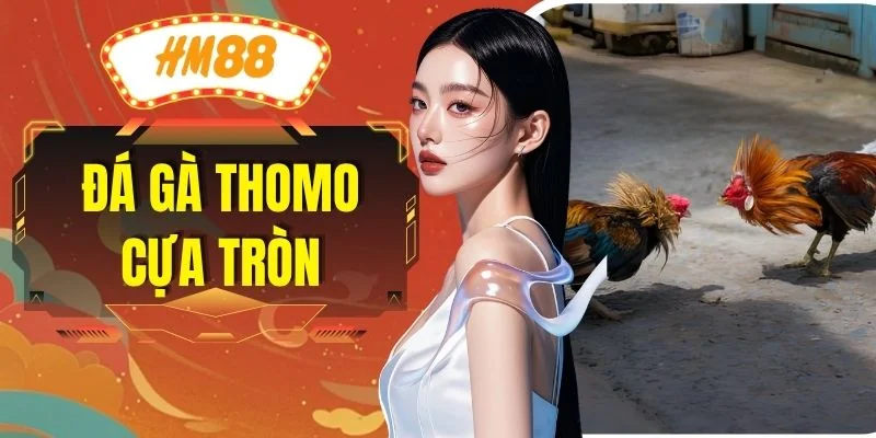 Đá Gà Thomo Cựa Tròn