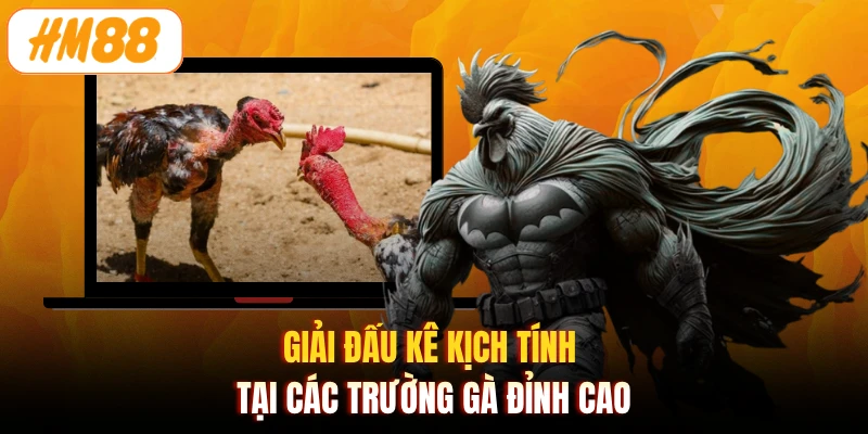 Giải đấu kê kịch tính tại các trường gà đỉnh cao